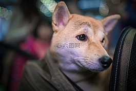 寵物,動(dòng)物,狗