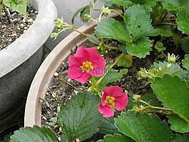 草莓花,草莓的花,红色花朵