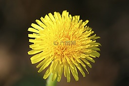 l?venzahn,蒲公英,草地