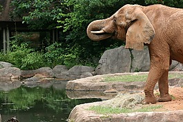 象,野生,野生動物