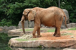 象,野生,野生動物