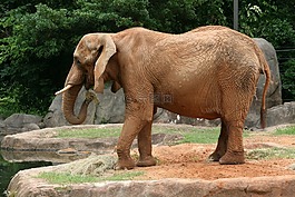 象,野生,野生動物