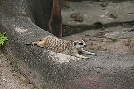 野生動物,動物園,異國情調(diào)
