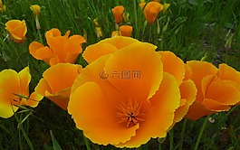 罌粟,花,春