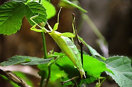 螳螂,動(dòng)物,葉子