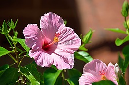 槿,花,花的