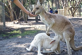 袋鼠,喬伊,澳大利亞