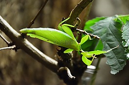 螳螂,動物,葉子