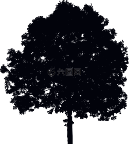 樹,生態(tài),環(huán)境