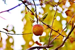蘋果,綠色,紅色