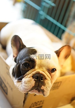 牛頭犬,狗,盒