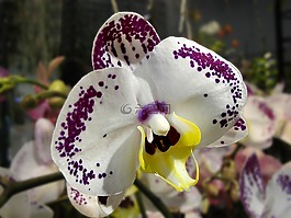 花,蘭花,植物
