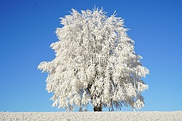 樹,霜,科