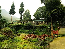 房子,樹(shù)木,舊