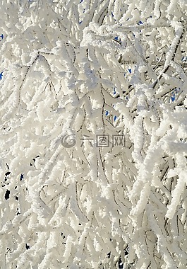 審美,樹,雪