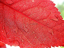 片,紅,性質(zhì)