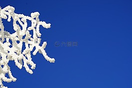 分支機(jī)構(gòu),霜,天空