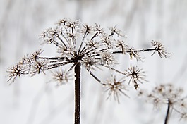 弗羅斯特,冰,雪