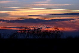 日落,樹,天空