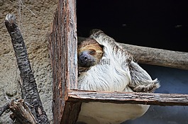 樹懶,動物,懶惰