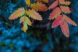 叶,秋天的树叶,树