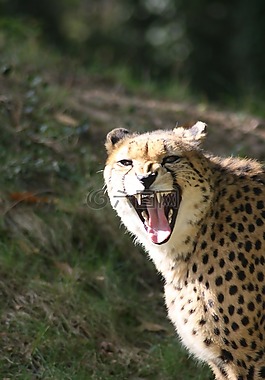 獵豹,動(dòng)物園,野生動(dòng)物