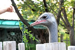 鴕鳥,鳥嘴,鳥