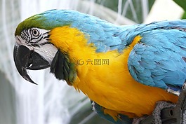 鸚鵡,鳥,羽毛