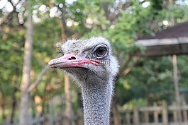 鴕鳥(niǎo),鳥(niǎo)嘴,鳥(niǎo)