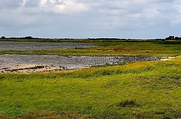 海鳥類,海岸,性質