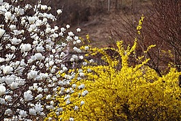鮮花,季節(jié),大自然