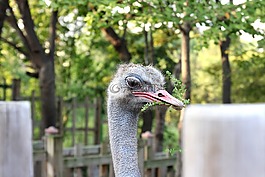 鴕鳥,鳥嘴,鳥