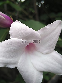 特寫,花,自然