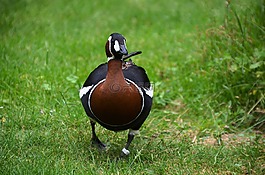 鳥,動(dòng)物,鴨
