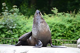 海獅,動物,滑稽