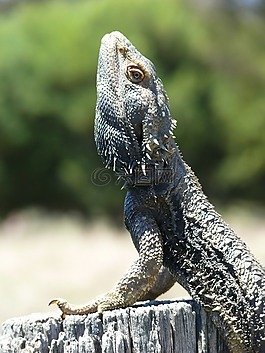 龍,蜥蜴,爬行動物