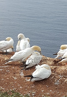 格蘭,巖,北海