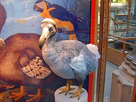 渡渡鳥,鳥,滅絕