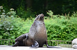 海獅,海豹毛皮,動物