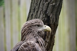 阿德勒,動(dòng)物,鳥