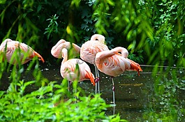 火烈鳥,動(dòng)物,水