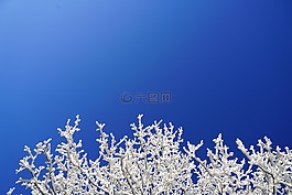 霜,審美,分支機(jī)構(gòu)