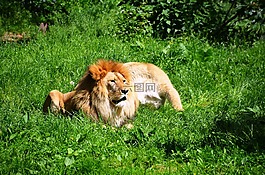 獅子,野生動物,動物