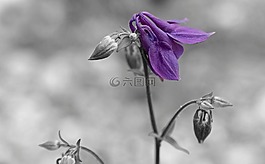 花,性質,廠