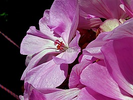 蘭花,盛開(kāi),鮮花