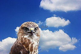 鷲,鳥,猛禽
