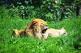 獅子,野生動物,動物