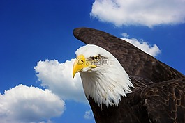 阿德勒,白頭海雕,鷙鳥