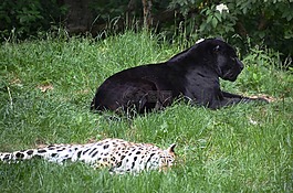 panter,豹,动物