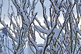 雪,森林,冬天